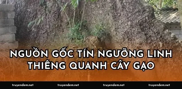 Nguồn gốc tín ngưỡng linh thiêng quanh cây gạo